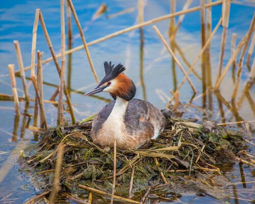 Haubentaucher (Podiceps cristatus)