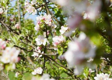 Apfelblüten
