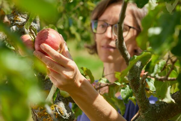 Frau mit kinnlangen braunen Haaren und Brille pflückt einen Apfel vom Baum