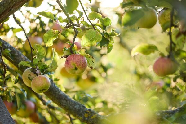 gelb-rote Äpfel auf einem Streuobst-Baum