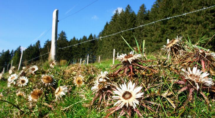 Auf Viehweiden findet die Silberdistel gute Bedingungen vor, weil das Vieh sie stehen lässt.