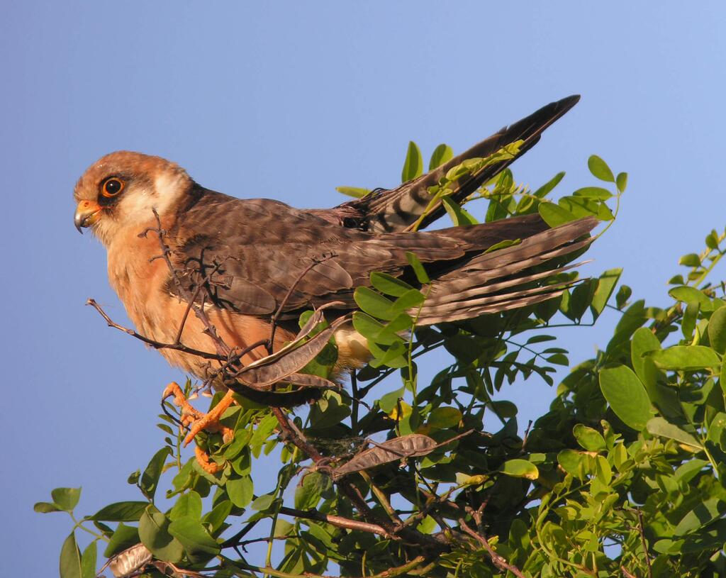 Zehn gefährdete und seltene Vogelarten (c) HM Berg