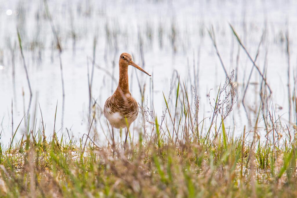 Zehn gefährdete und seltene Vogelarten (c) Assil_Hannah