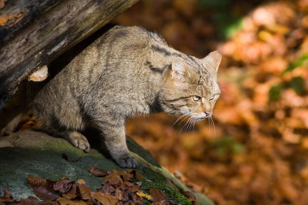 Das Thayatal und seine Wildkatzen © NP Thayatal / D. Manhart Das Thayatal und seine Wildkatzen