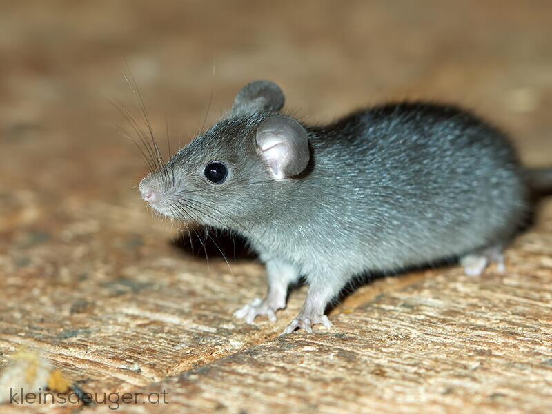 Hausratte c kleinsaeuger.at © c kleinsaeuger.at Hausratte c kleinsaeuger.at
