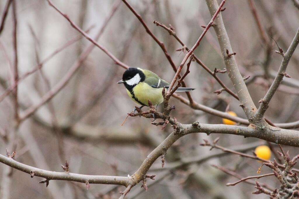 Kohlmeise c BirdLife © BirdLife Kohlmeise c BirdLife