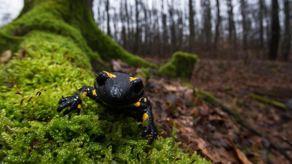 Feuersalamander Wienerwald