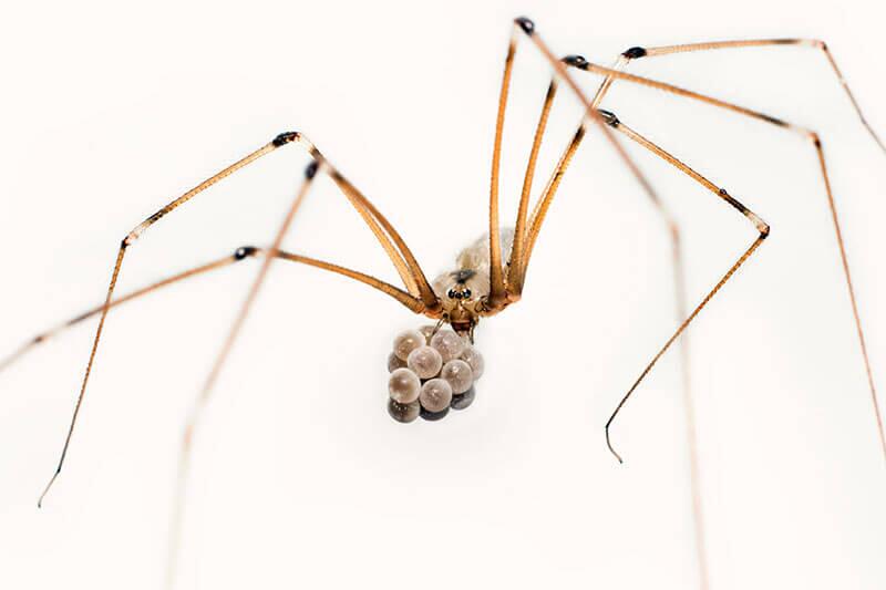 Große-Zitterspinne_Pholcus-phalangioides © viktori_art/Shutterstock.com Spinnen: Große Zitterspinne (Pholcus phalangioides)