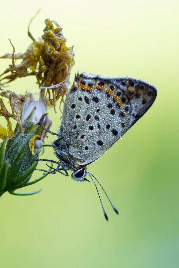 Geissklee-Blaeuling © Christine Sonvilla Geißklee-Bläuling, Falter beim Blütenbesuch