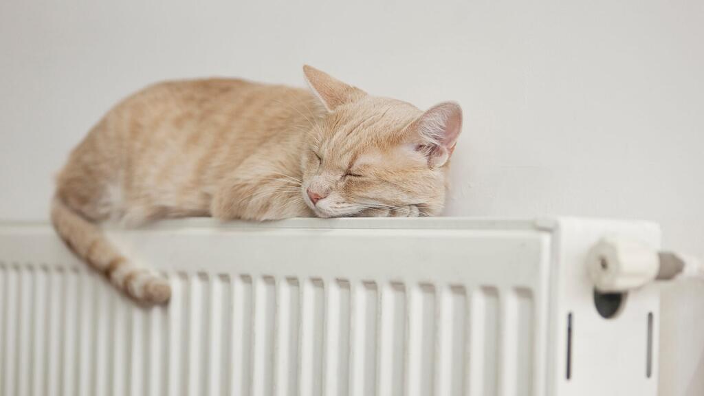 Lazy cat © rollover/istockfoto.com heiztipps