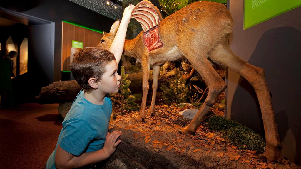 haus-der-natur_walddiorama_c_haus-der-natur_kressl © c Haus der Natur / Kressl naturmuseen