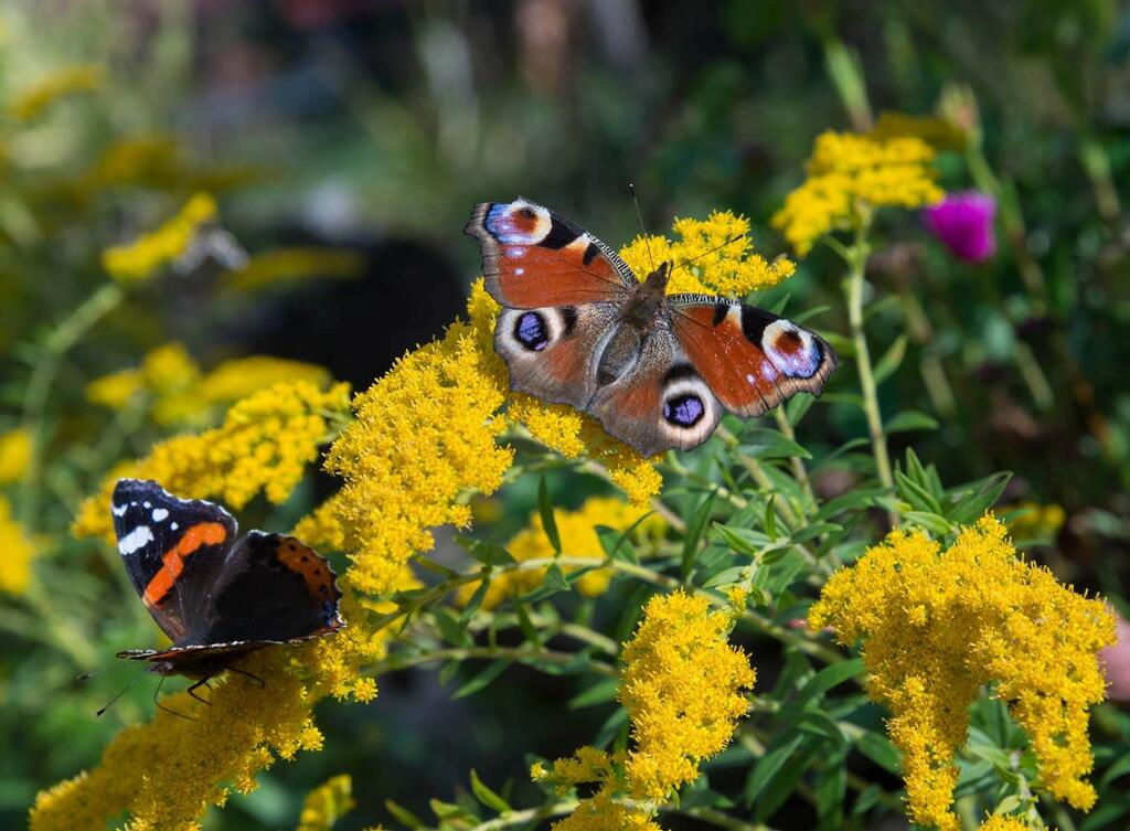 Das Tagpfauenauge © Mykola Ivashchenko/Shutterstock.com Das Tagpfauenauge