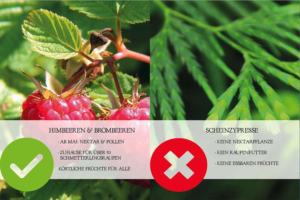 HIMBEERE VS SCHEINZYPRESSE