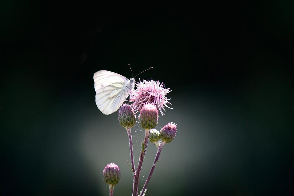 butterfly-1663482_1920_klein © (c) Grünader-Weißling / Pixabay
