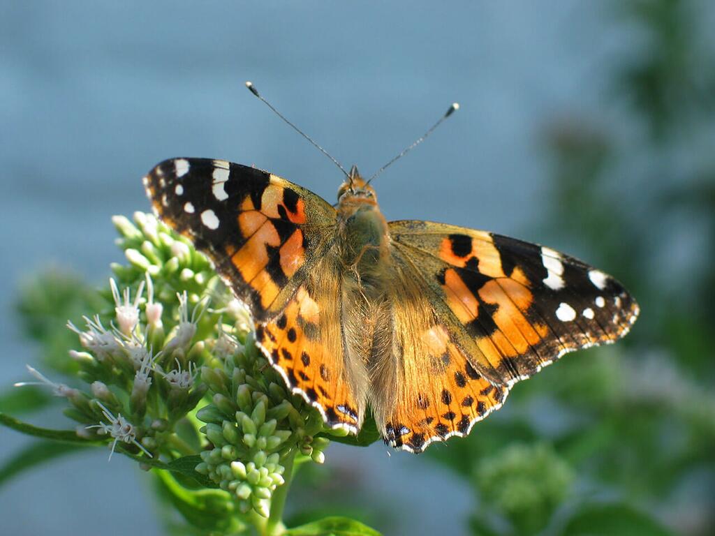 Schmetterlinge bestimmen - Distelfalter © (c) Distelfalter / Pixabay Schmetterlinge bestimmen