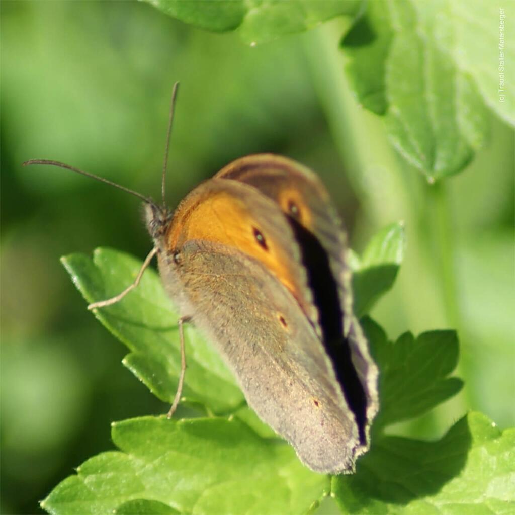 Kleines Wiesenvoegelchen