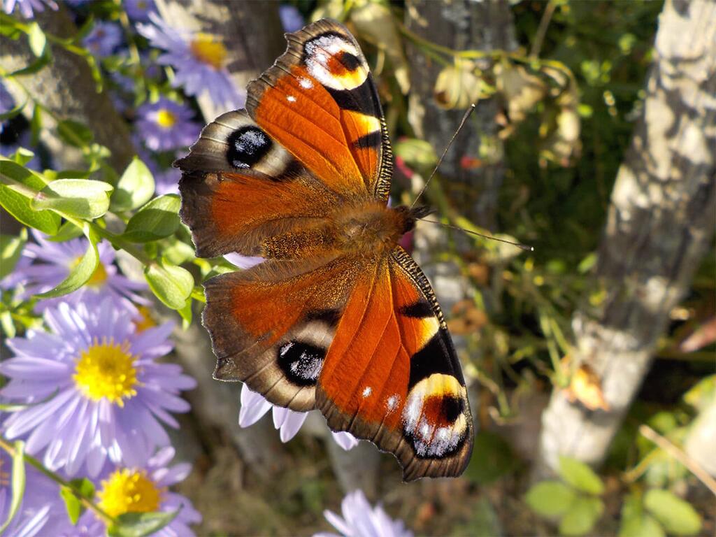 tagpfauenauge_1_pixabay.com_klein © (c) Tagpfauenauge / Pixabay Schmetterlinge bestimmen: Tagpfauenauge