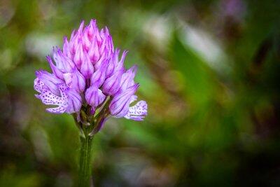 wiesenblumen-helm-knabenkraut-shutterstock_sabrisy © (c) Helm-Knabenkraut / Shutterstock. Sabrisy Wiesenblume Helm-Knabenkraut