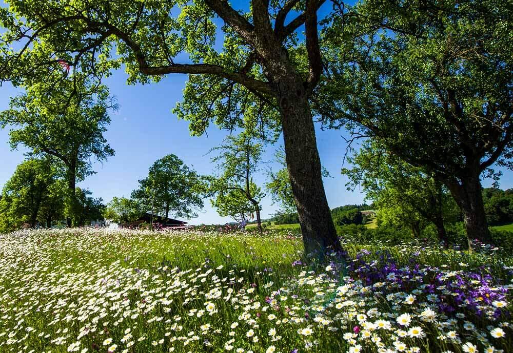 Naturschutz in der Gemeinde