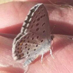 Thymian Bläuling von Sylvia Brandtner © Thymian Bläuling von Sylvia Brandtner Schmetterling Thymian Blaeuling