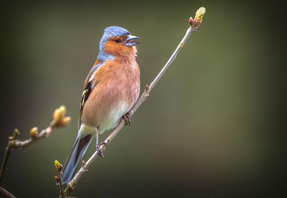 Buchfink in der Natur