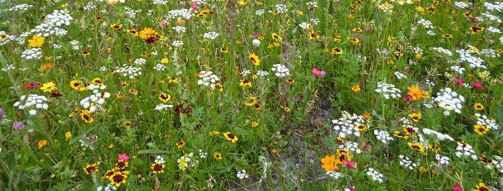 Insektensterben Blumenwiese