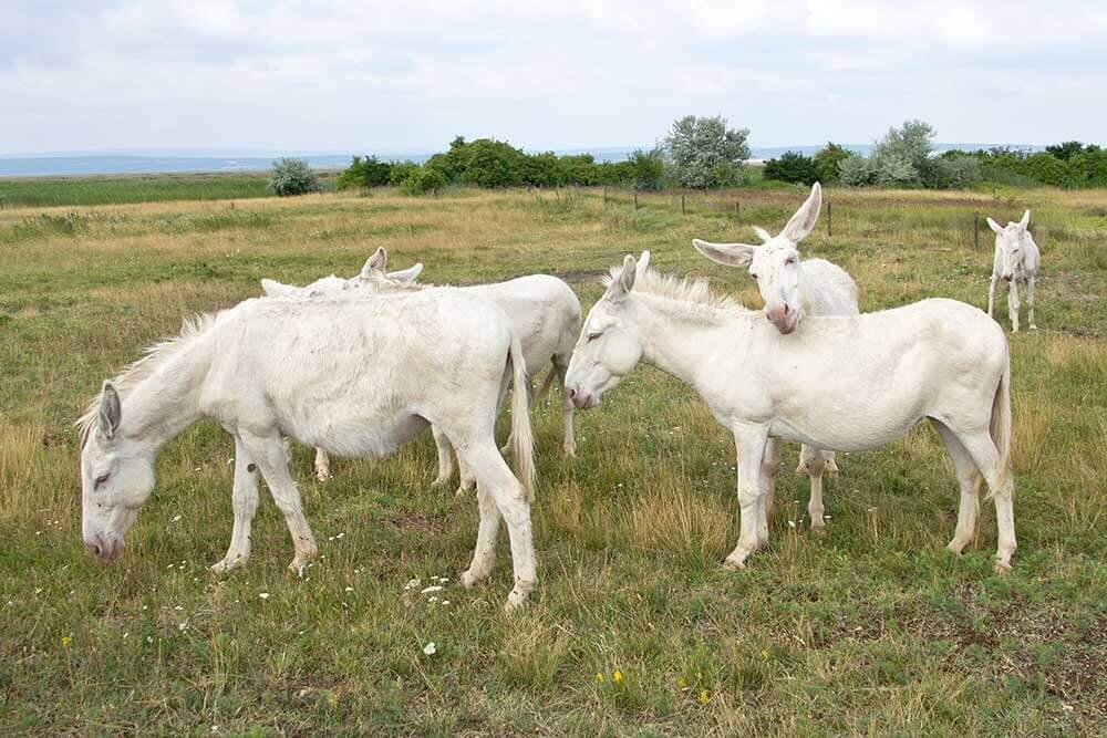 seltene-Nutztierrassen-barockesel-shutterstock_pitsch22 © (c) shutterstock / pitsch22 seltene Nutztierrassen Barockesel