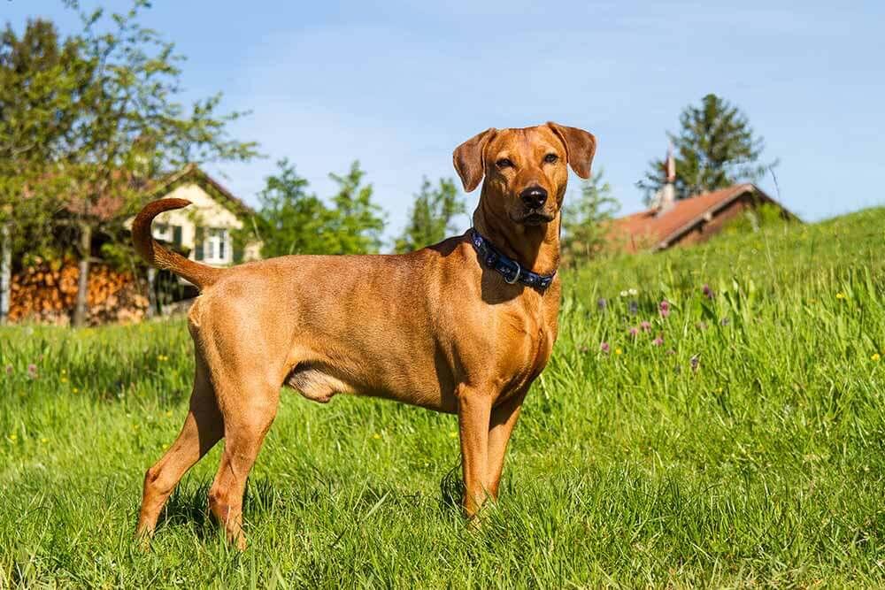 seltene Nutztierrassen Pinscher