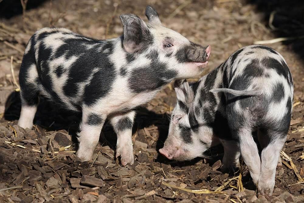 Ferkel, Turopoje Schweine