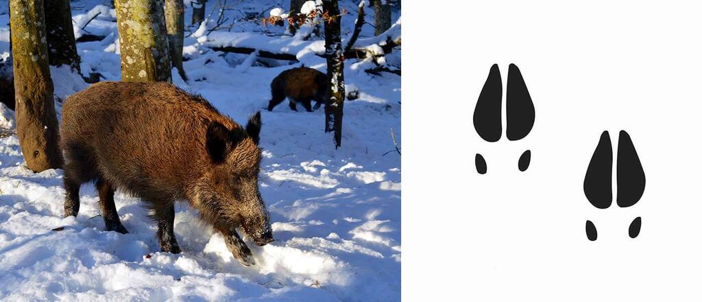 Spuren im Schnee - Wildschweinspuren