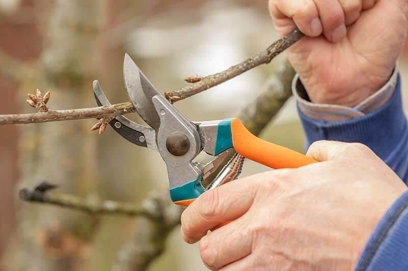 fruehling-in-garten_shutterstock_Smit © shutterstock / Smit gruelling im Garten Schnitt