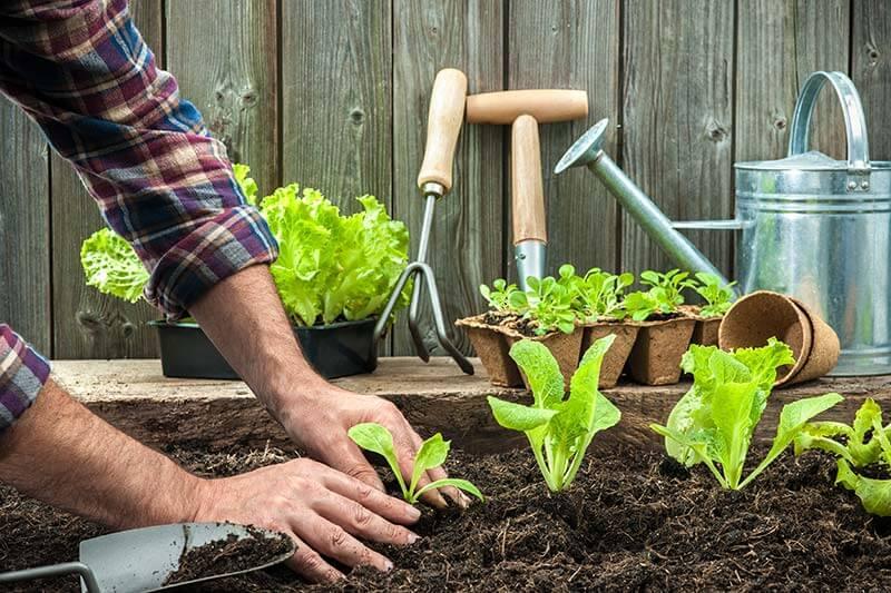 garten-im-fruehling_pflanzen__shutterstock_Alexander-Raths © shutterstock / Alexander Raths Garten im Fruehling