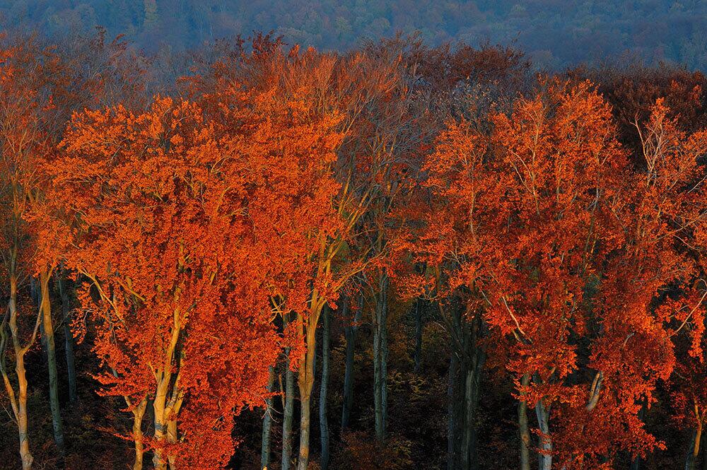Wienerwald - Colors of fall at sunrise © Brandstätter Verlag/Matthias Schickhofer Wienerwald - Colors of fall at sunrise