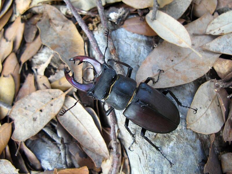 Käfer Hirschkaefer Lucanus cervus