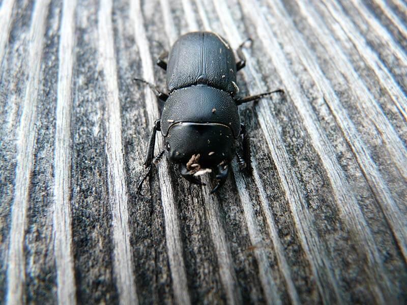 Kaefer: Balkenschoeter (Dorcus parallelipipedus) © Pixabay.com (CCO) Kaefer: Balkenschoeter (Dorcus parallelipipedus)