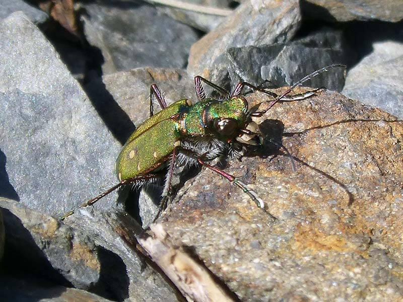 kaefer_sandlaufkäfer_Cicindela-campestris © pixabay.com / Feld-Sandlaufkaefer Kaefer Feld-Sandlaufkaefer Cicindela campestris