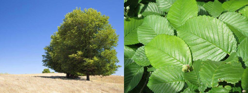 laubbaeume_feldulme_Ulmus-minor_shutterstock_Tamara-Kulikova-pixabay © (c) shutterstock / Tamara Kulikova / pixabay.com / Feldulme Laubbaeume feldulme Ulmus minor