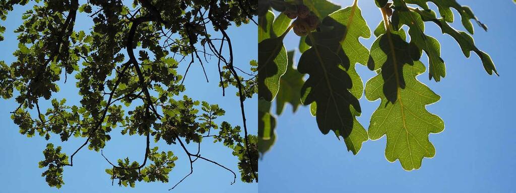 laubbaeume_Flaumeiche_Quercus-pubescens © (c) pixabay.com / Flaumeiche Laubbaeume Flaumeiche Quercus pubescens