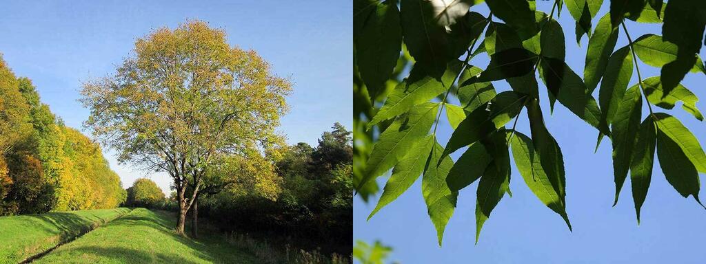 laubbaeume_gemeine-esche_Fraxinus-excelsio © (c) pixabay.com / Gemeine Esche Laubbaeume gemeine esche Fraxinus excelsio