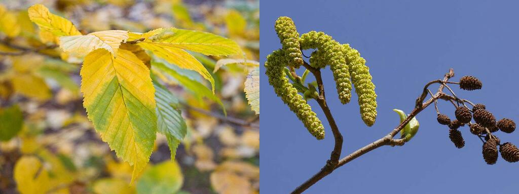 laubbaeume_gruenerle_Alnus-alnobetula-shutterstock_K.Jakubowska_bildagentur-Zoonar-GmbH © (c) shutterstock / K.Jakubowska / bildagentur Zoonar GmbH / Grünerle Laubbaeume Gruenerle