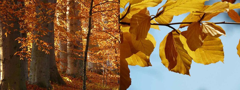 laubbaeume_rotbuche_Fagus-sylvatica © (c) pixabay.com / Rotbuche Laubbaeume rotbuche Fagus sylvatica