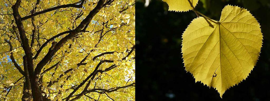 laubbaeume_sommerlinde-Tilia-platyphyllos © (c) pixabay.com / Sommerlinde Laubbaeume sommerlinde Tilia platyphyllos