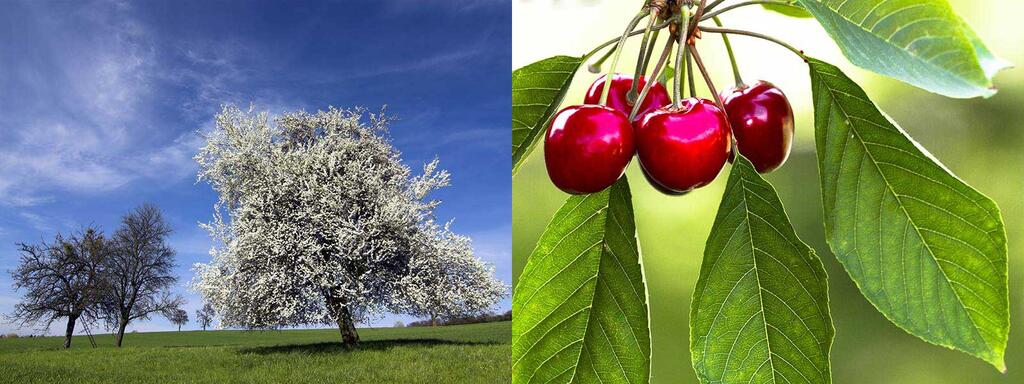 laubbaeume_Wildkirsche_Prunus-avium_shutterstock_Bildagentur-Zoonar-GmbH_Celebrian © (c) shutterstock / Bildagentur Zoonar GmbH / Celebrian / Wildkirsche laubbaeume Wildkirsche Prunus avium