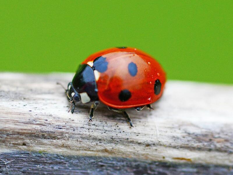 Kaefer Marienkaefer Coccinella septempunctata