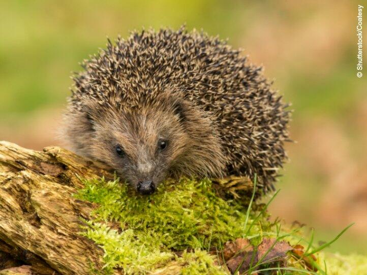 nachtaktive Tiere_igel © Shutterstock/Coatesy nachtaktive igel