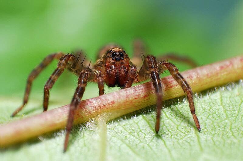 Dunkle-Wolfspinne_Pardosa-amentata © Ivan Marjanovic/Shutterstock.com Spinnen: Dunkle Wolfspinne (Pardosa amentata)