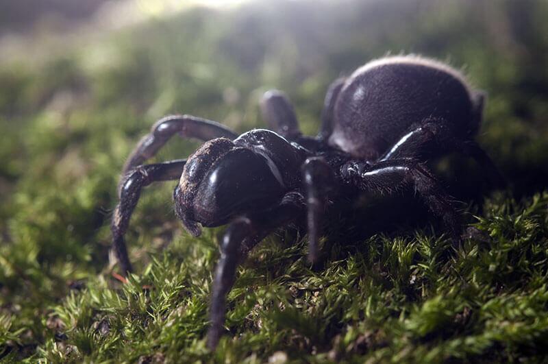 spinnen_Gemeine-Tapezierspinne_Atypus-affinis_shutterstock_Federico.Crovetto © Federico.Crovetto/Shutterstock.com Spinnen: Gemeine Tapezierspinne (Atypus affinis)