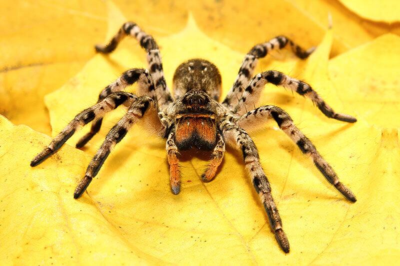 Suedrussische-Tarantel_Lycosa-singoriensis © Geza Farkas/Shutterstock.com Spinnen: Suedrussische Tarantel (Lycosa singoriensis)