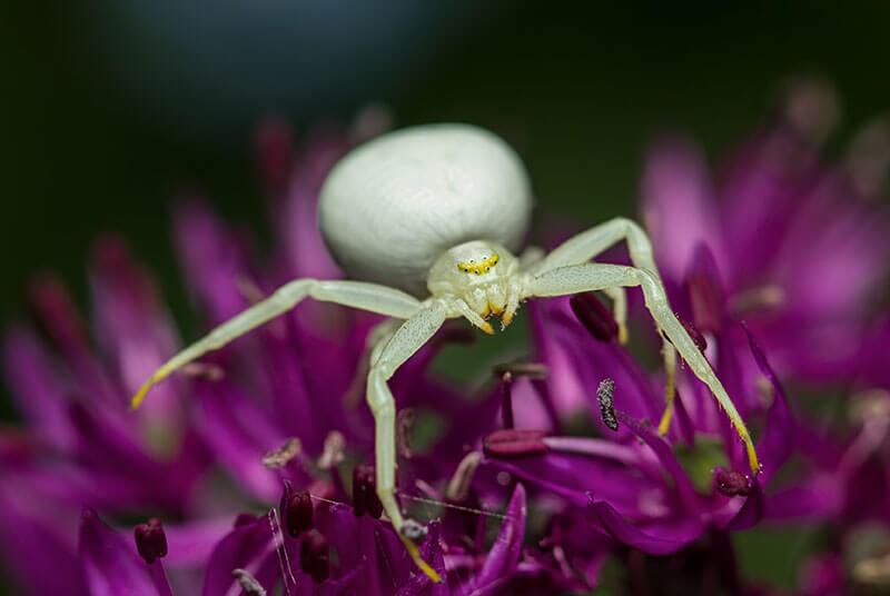 Veraenderliche Krabbenspinne (Misumena vatia) © thatmacroguy/Shutterstock.com Spinnen: Veraenderliche Krabbenspinne (Misumena vatia)