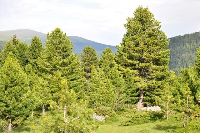 K-Die Zirbe - Königin der Alpen-Zirbenwald © Heinz Mayer Zirbe im Wald